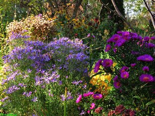 Аутомналий 