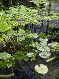 Растения Ботанического сада СПбГУ