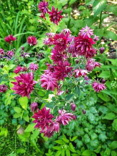 Растения в Китае и из Китая