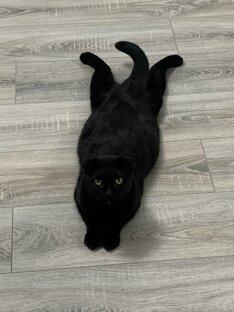 Ифраим | будни кота 21 века