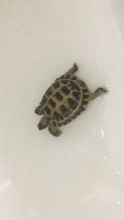Жизнь Машки черепашки 🐢🐢🐢