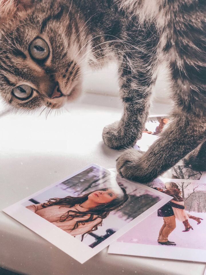 Какие породы кошек самые популярные?