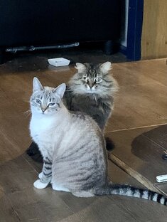 Мария и Степан.