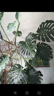 Приусадебный участок. 