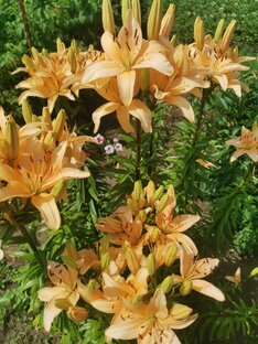 Дачные советы