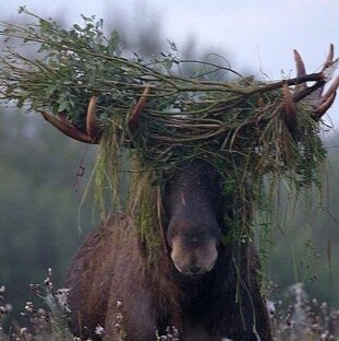 Самое интересное видео об охоте и жизни диких животных 