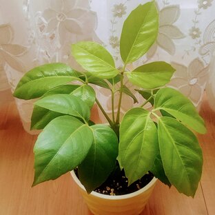 Неприхотливые растения