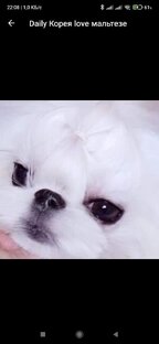 Питомник мальтезе Дейли Лав Москва 