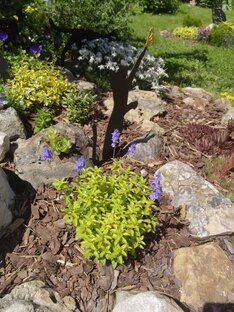 Растения для рокария, альпийской горки.