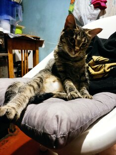 Наши самые лучшие, пушистые дузья. 