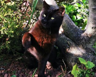 Животные в путешествиях