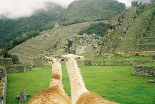 Дзен МоеМнение статистика