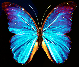 Дзен Самое редкое фото в мире статистика