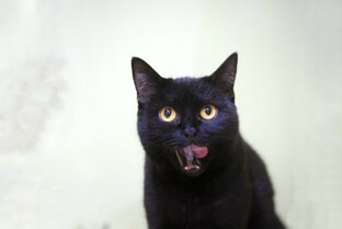 Дзен Pets LIFE  г.Сургут статистика