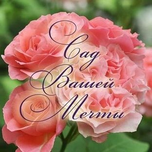 Статистика Дзен Питомник роз, цветов и плодовых "Сад Вашей Мечты"