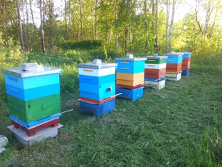 Статистика Дзен Пасека Ишутиных - Пчеловодство для всех.