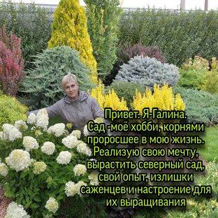 Статистика Дзен ГАЛИСАД