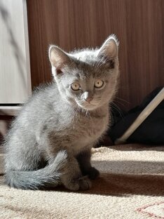 Статистика Дзен Кот Пресли