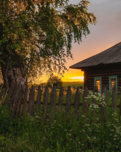 Статистика Дзен Сельский Дневник  Лесника