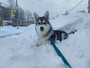 Статистика Дзен Жизнь Пряника