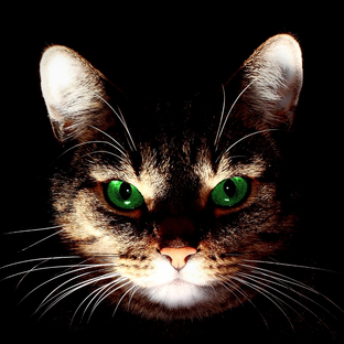 Дзен Планета Животных статистика