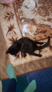 Дзен Приют Лучик статистика