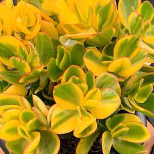 Дзен   The Crassula статистика