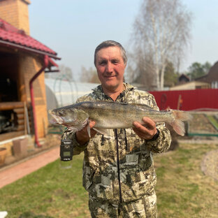 Статистика Дзен Дед Гаврош