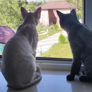 Статистика Дзен Жизнь моих Шуб 😹🐾😹🐾