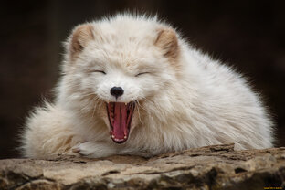 Дзен Геннадий статистика