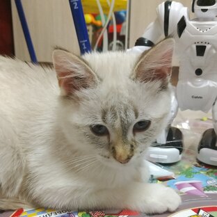 Дзен Кошечка Буся&жизнь статистика