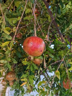 Дзен Через камеру моего смартфона статистика