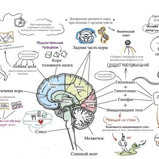 Дзен Нейроэкономика || Russian Neuroeconomics статистика
