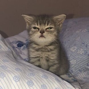 Дзен Интересная история статистика