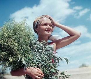 Дзен Прекрасная страна статистика