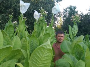 Статистика Дзен Александр Ветров. Табак на Орловщине. 