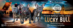 Статистика Дзен LUCKY BULL kennel frenchs bulldogs