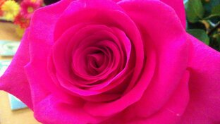 Дзен ЖИВЫЕ МИРЫ ПРИРОДЫ и НЕБА статистика