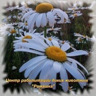 Статистика Дзен Центр реабилитации диких животных "Ромашка"