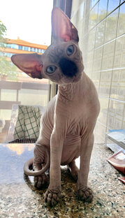 Дзен Chacho sphinx статистика