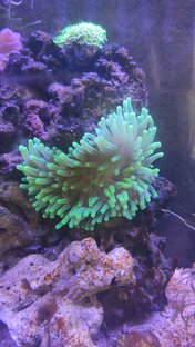 Дзен Coral craft статистика