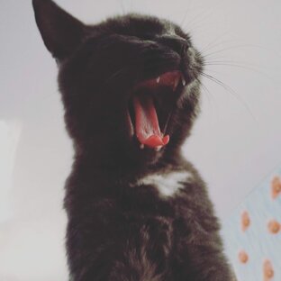 Дзен Cat Club статистика