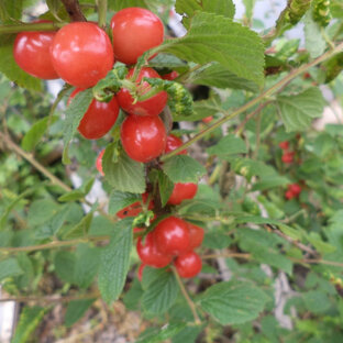 Дзен Дачный стаж статистика