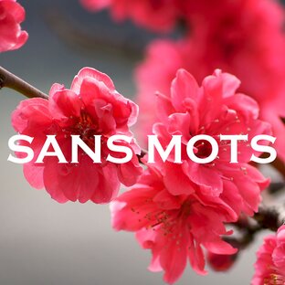 Статистика Дзен SANS MOTS