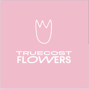 Статистика Дзен TRUECOSTFLOWERS