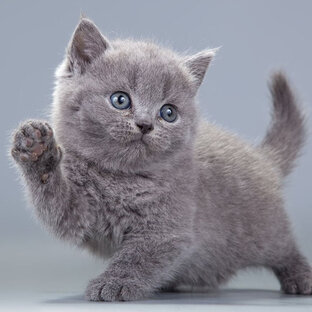 Дзен Кошачий винегрет статистика