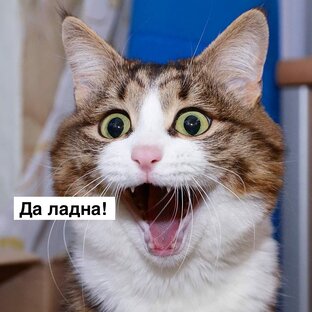 Котомемы