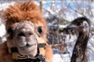 Жители Маленькой страны