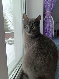 Кола, Миринда, Дымок, и Рон