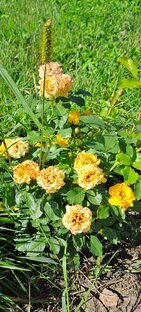 Природа и красота 